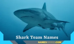 Shark Team Names